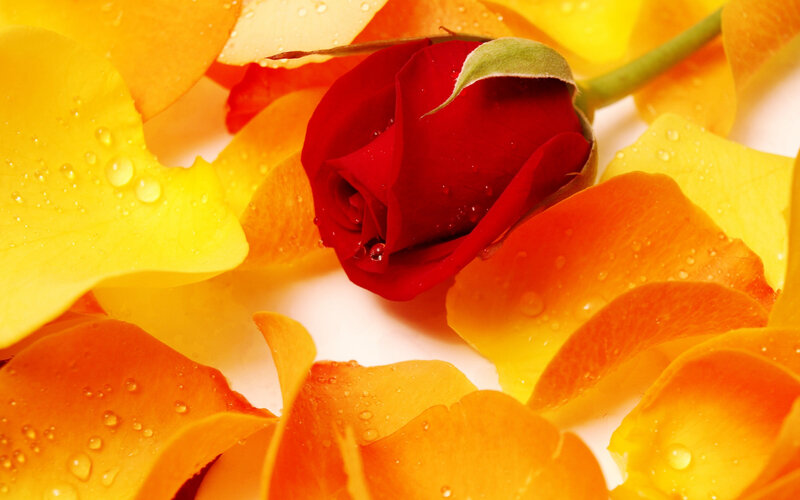 Red Rosebud with Petals