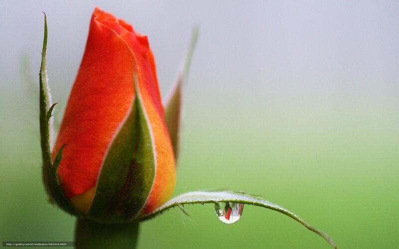 Red Rosebud with Water Droplet — Serene