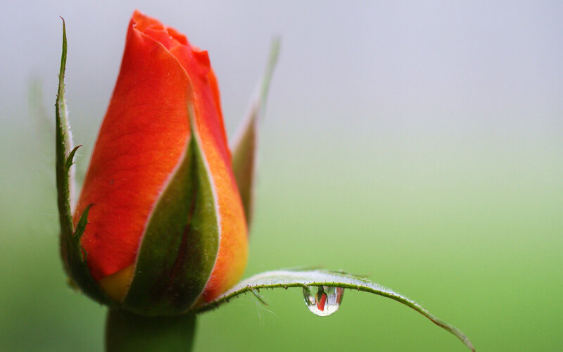 Red Rosebud with Water Droplet