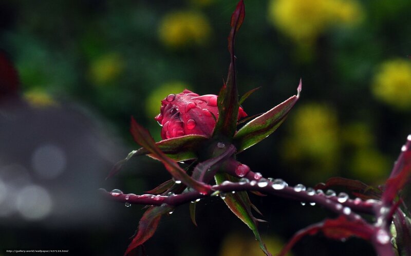Red Rosebud with Water Droplets — Serene, Photograph
