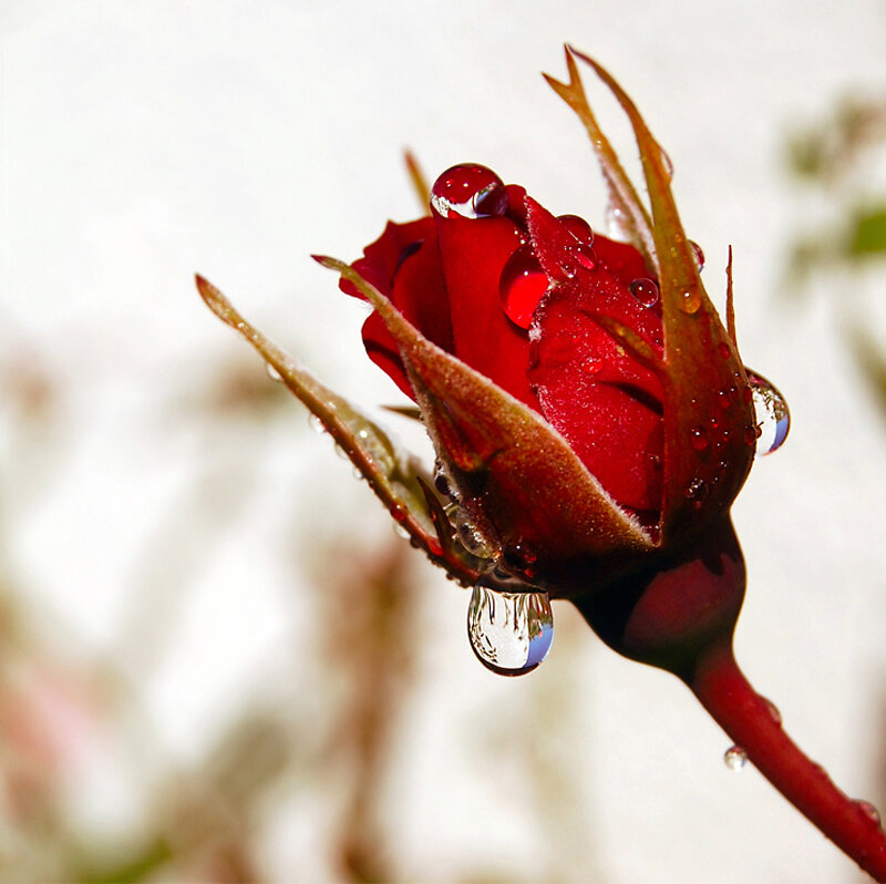 Red Rosebud with Water Droplets — Serene