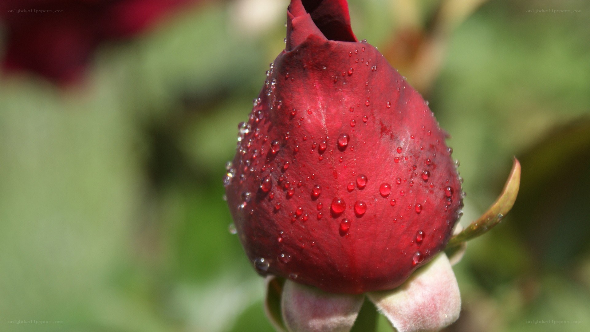 Red rosebud with water droplets