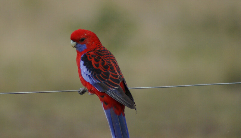 Red Rosella Parrot — Calm