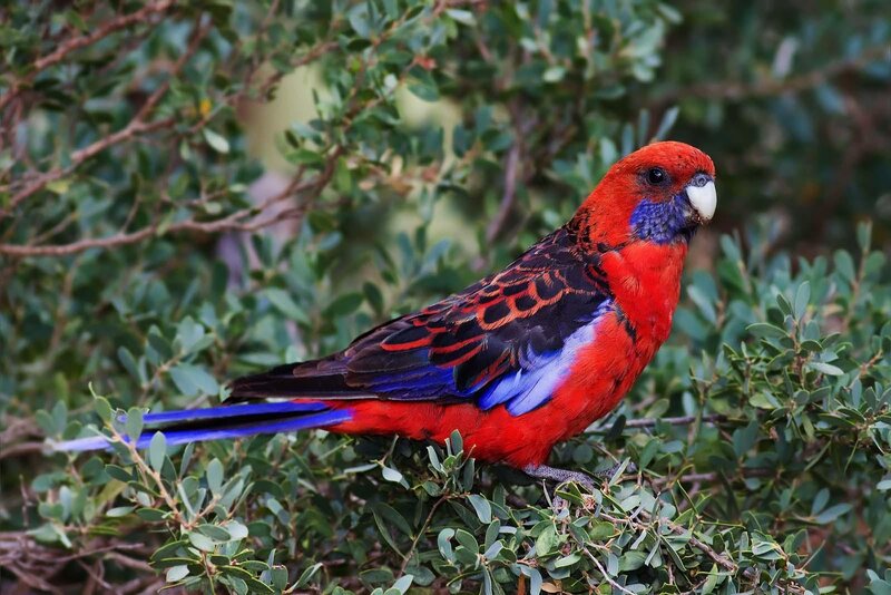 Red Rosella Parrot