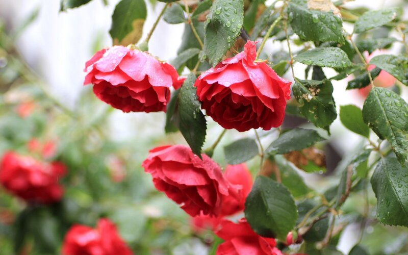 Red roses after rain