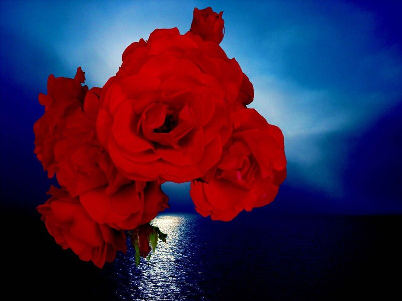 Red roses against a moonlit sea
