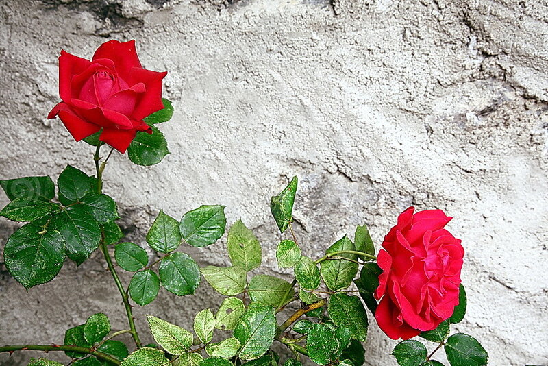 Red roses against a stone wall