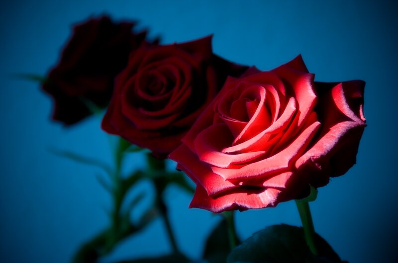 Red roses against blue background