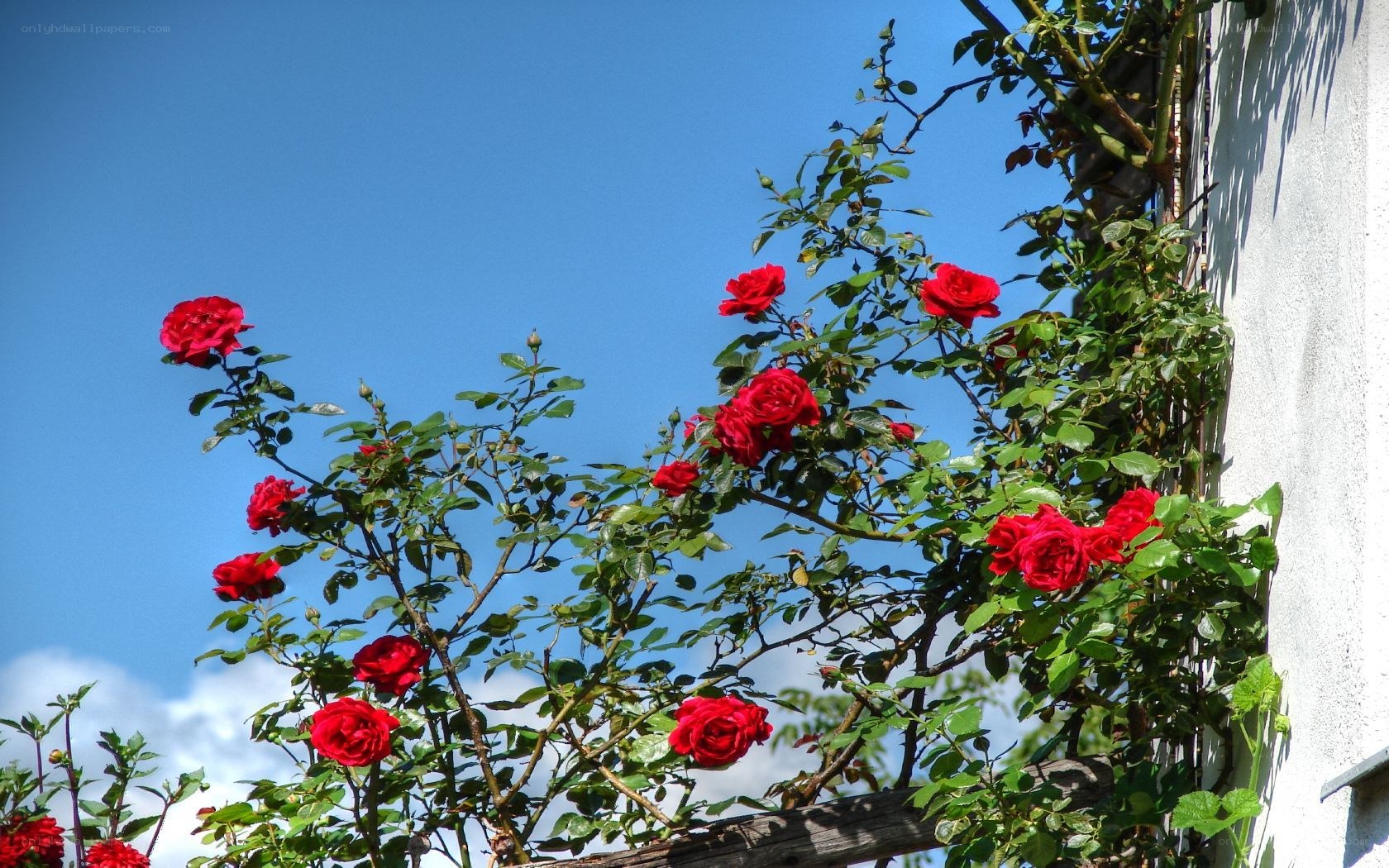 Red roses against blue sky