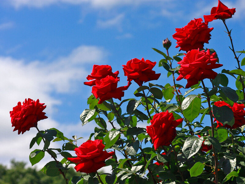 Red roses against blue sky
