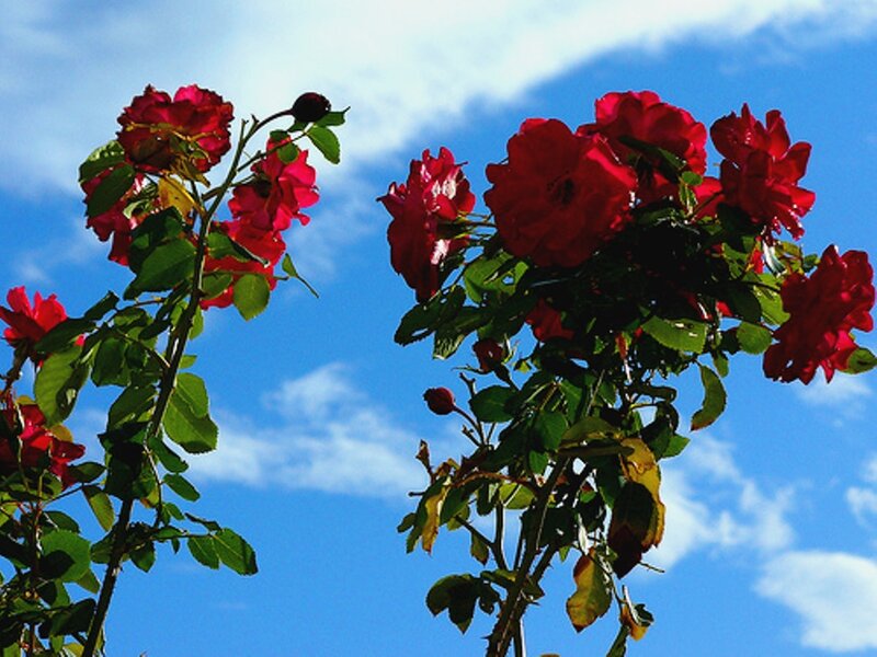 Red Roses Against Blue Sky — Serene, Afternoon