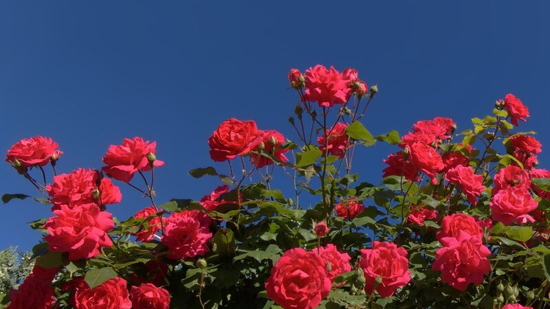Red Roses Against Blue Sky — Serene
