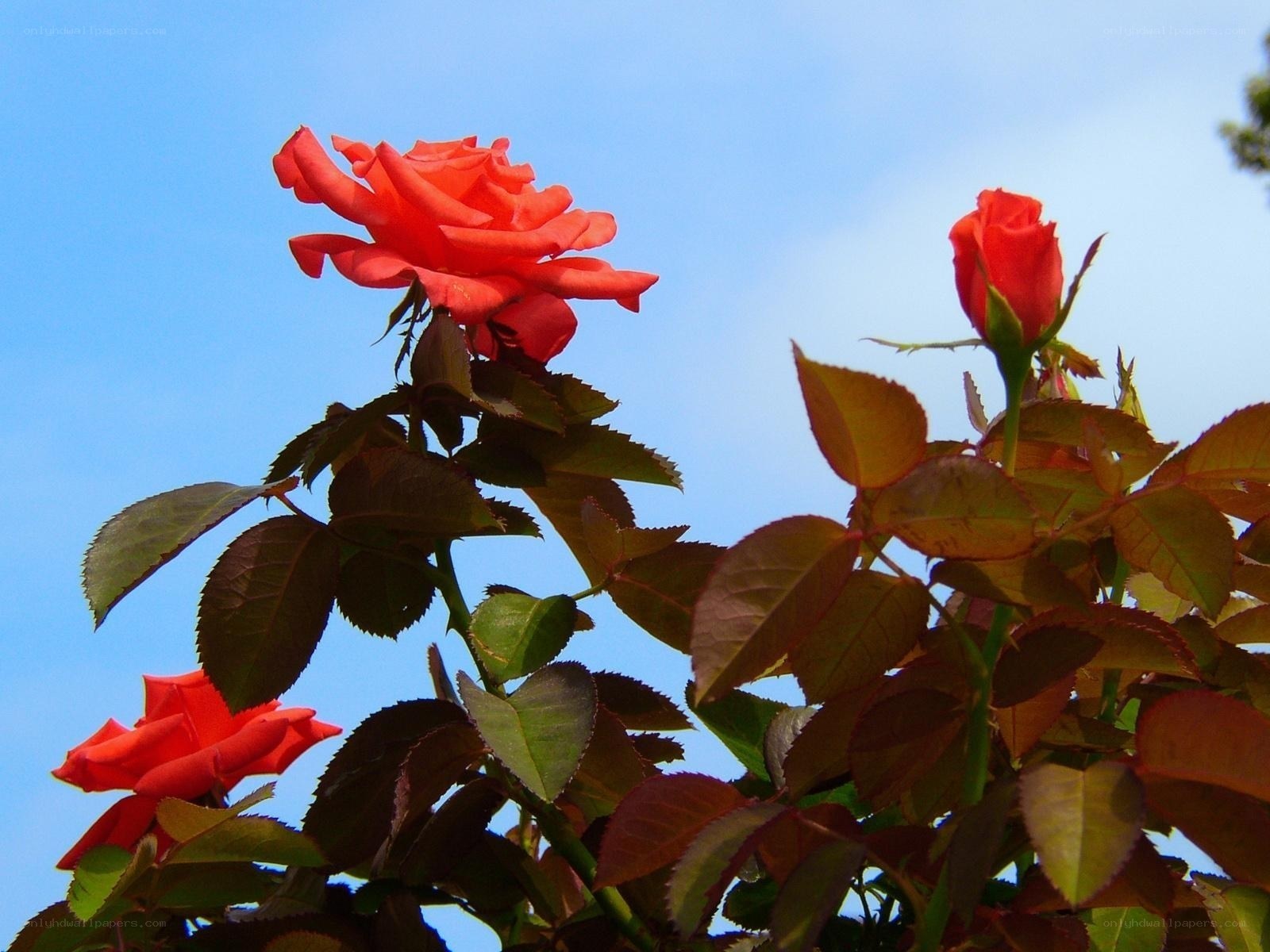 Red roses against blue sky