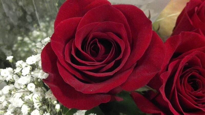 Red Roses and Baby's Breath — Calm, Photograph