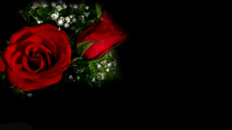 Red Roses and Baby's Breath — Dramatic