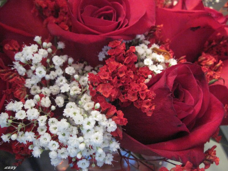 Red Roses and Baby's Breath — Romantic, Photograph