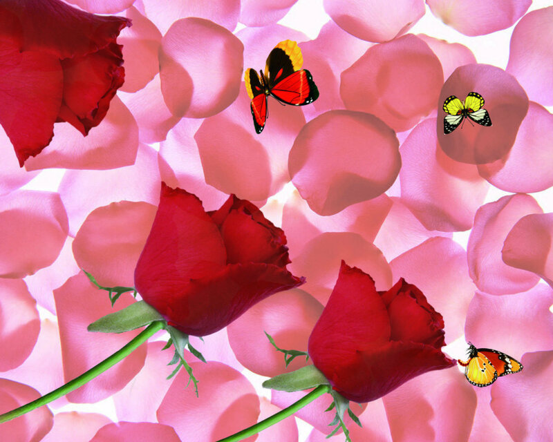 Red Roses and Butterflies — Serene