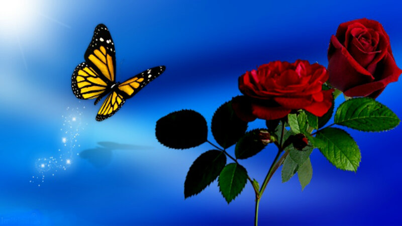 Red Roses and Butterfly — Blue
