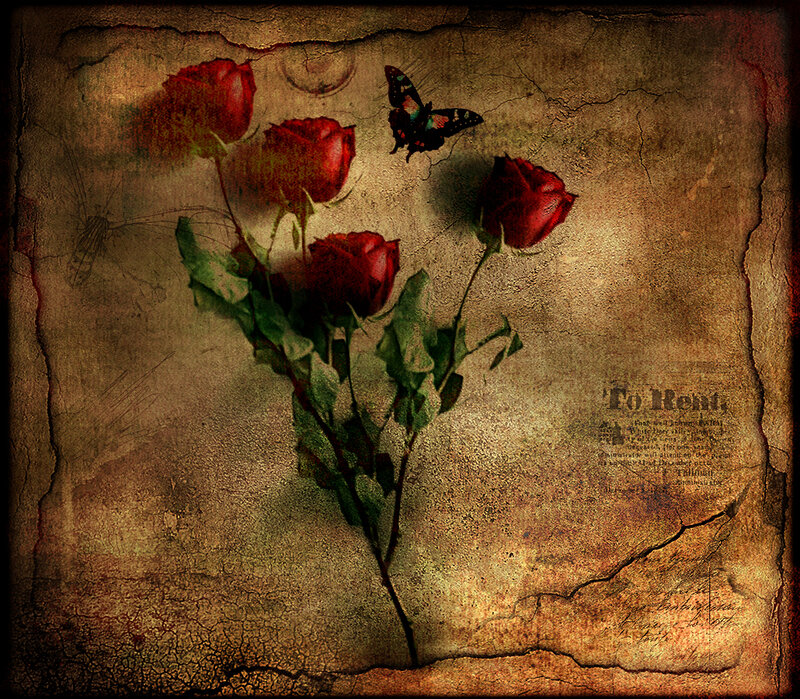 Red Roses and Butterfly — Brown