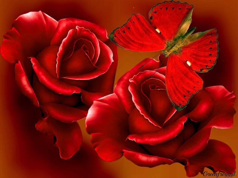 Red Roses and Butterfly — Dramatic