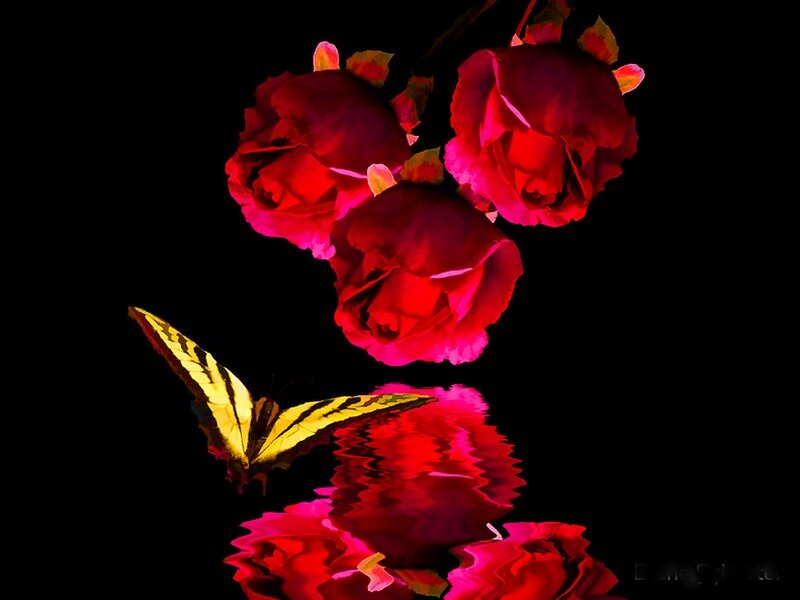 Red Roses and Butterfly