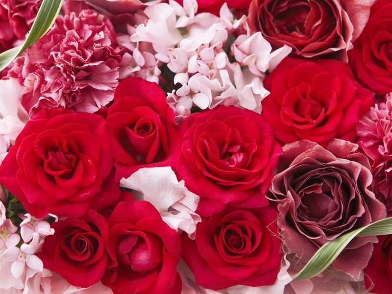 Red Roses and Carnations — Romantic, Photograph, Flowers