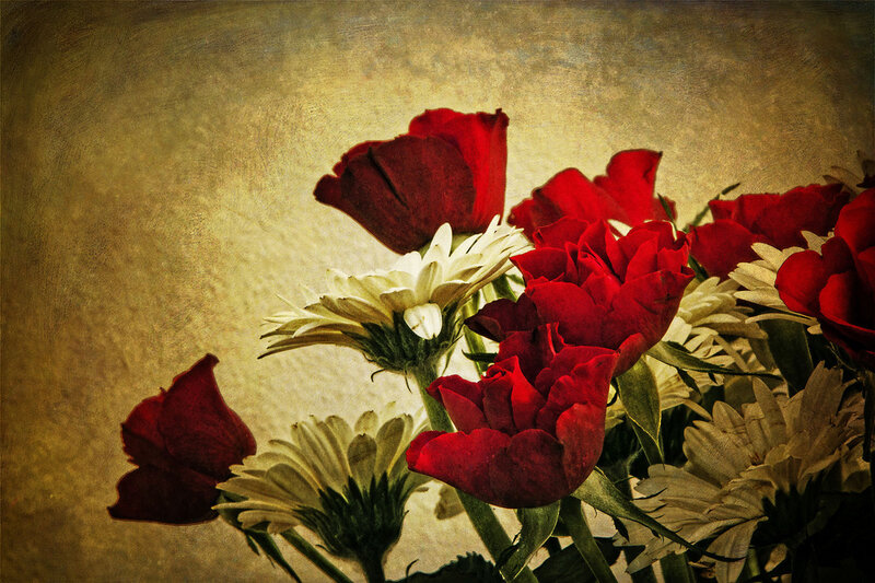 Red Roses and Daisies — Dramatic