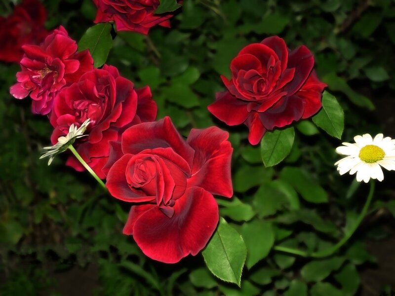 Red Roses and Daisies — Serene