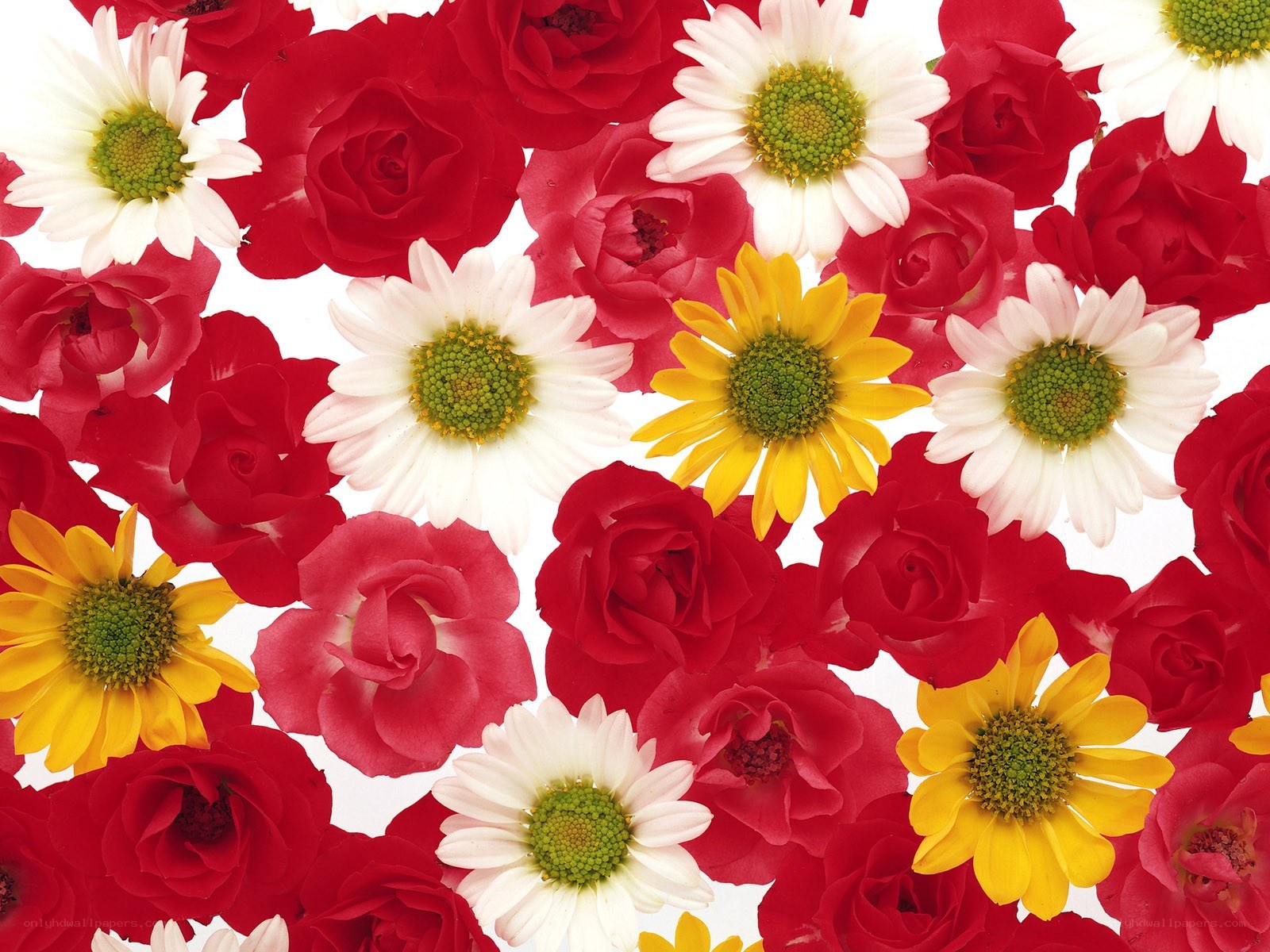 Red roses and daisies