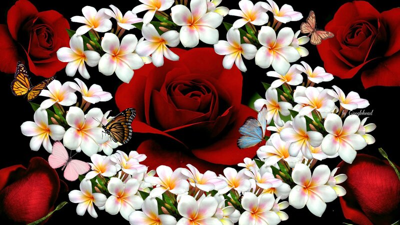 Red Roses and Frangipani