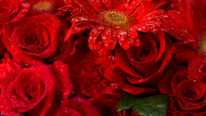 Red Roses and Gerbera Daisies