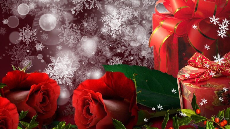 Red Roses and Gift Boxes — Festive