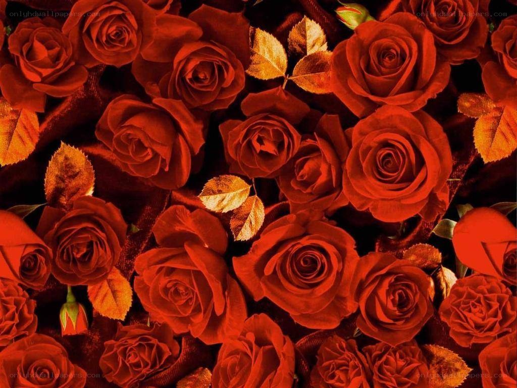 Red roses and golden leaves