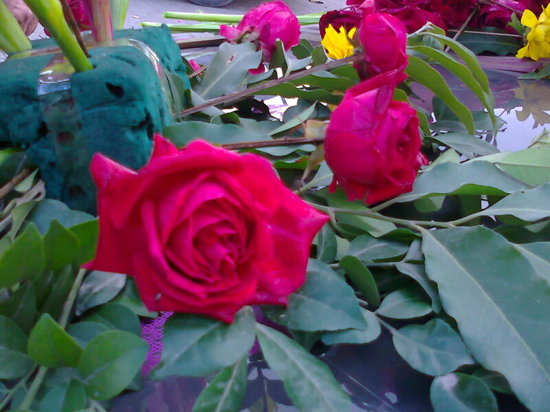 Red Roses and Green Leaves