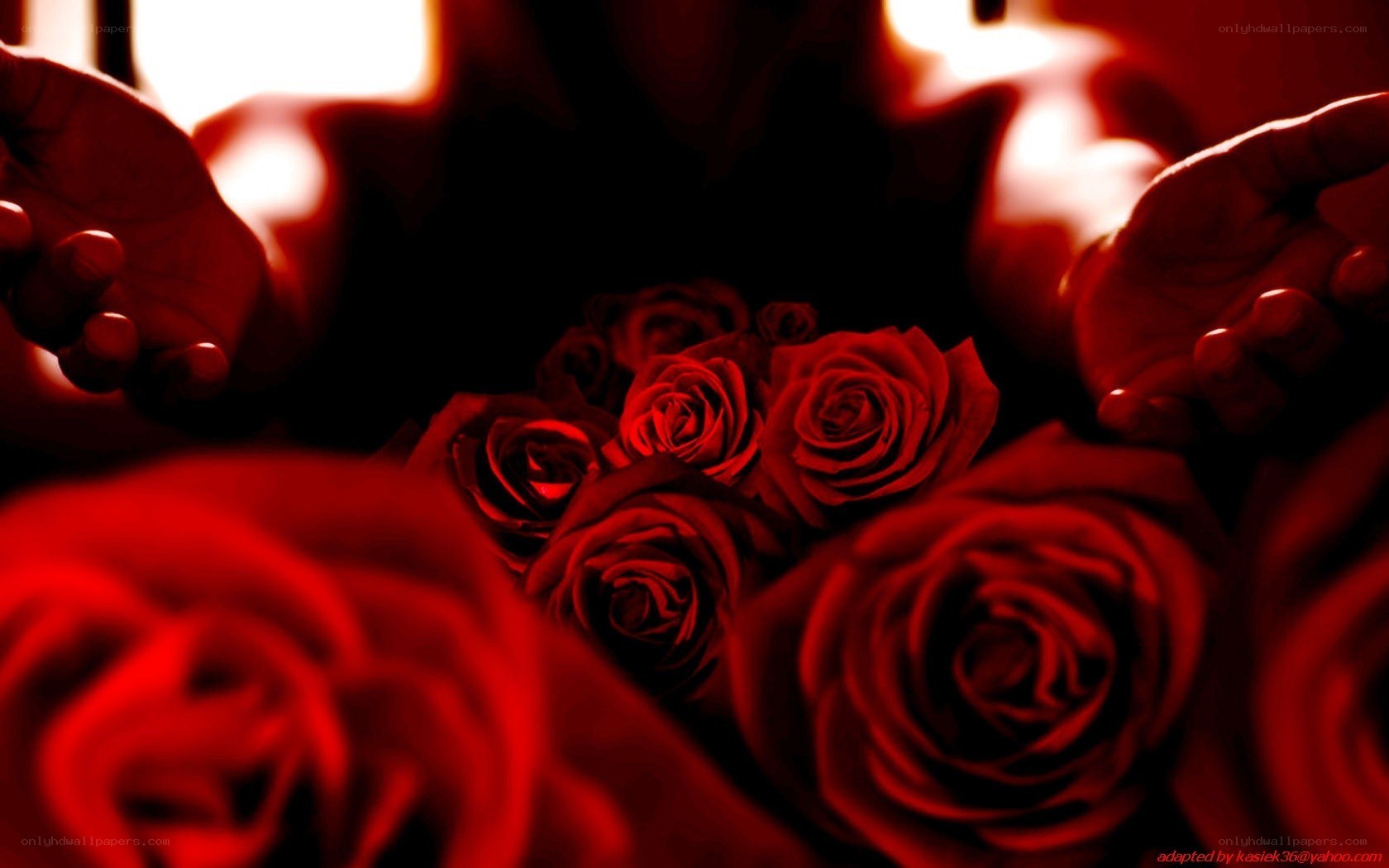 red roses and hands