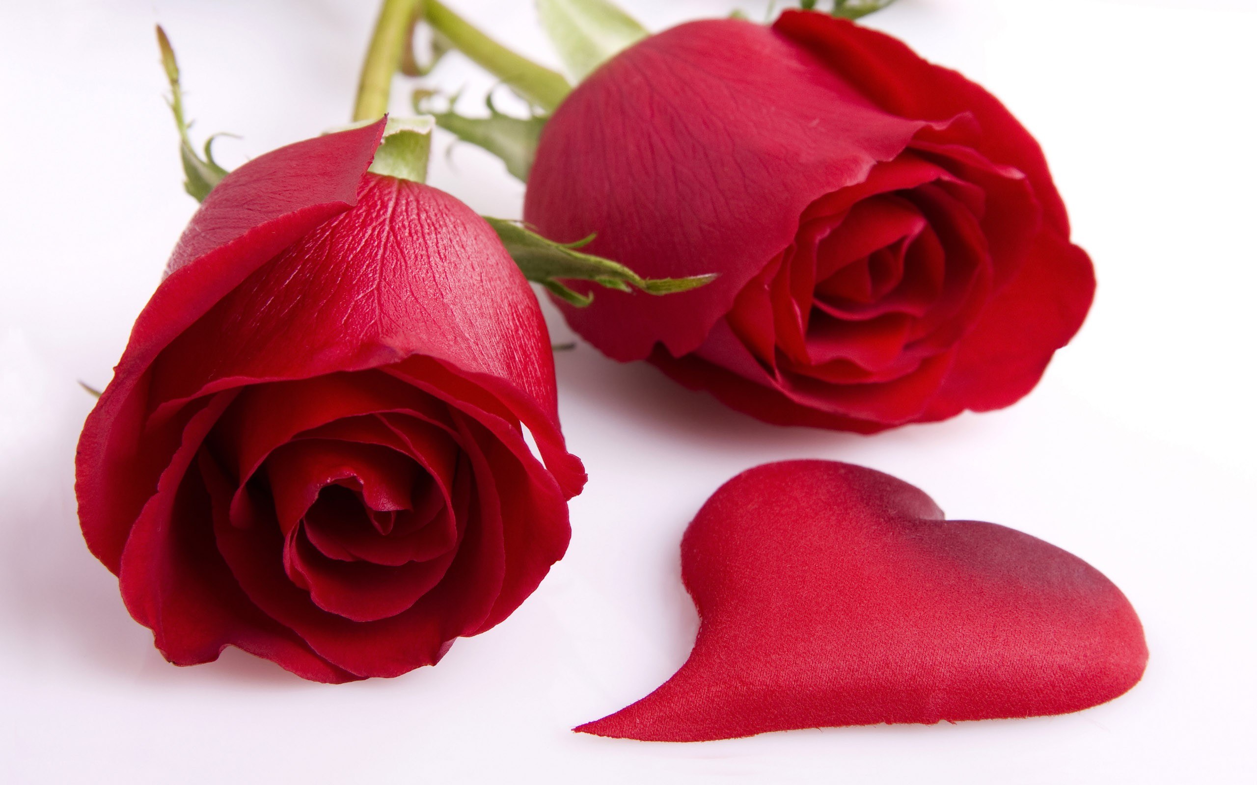 red roses and heart