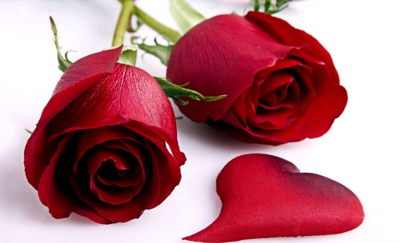 Red roses and heart