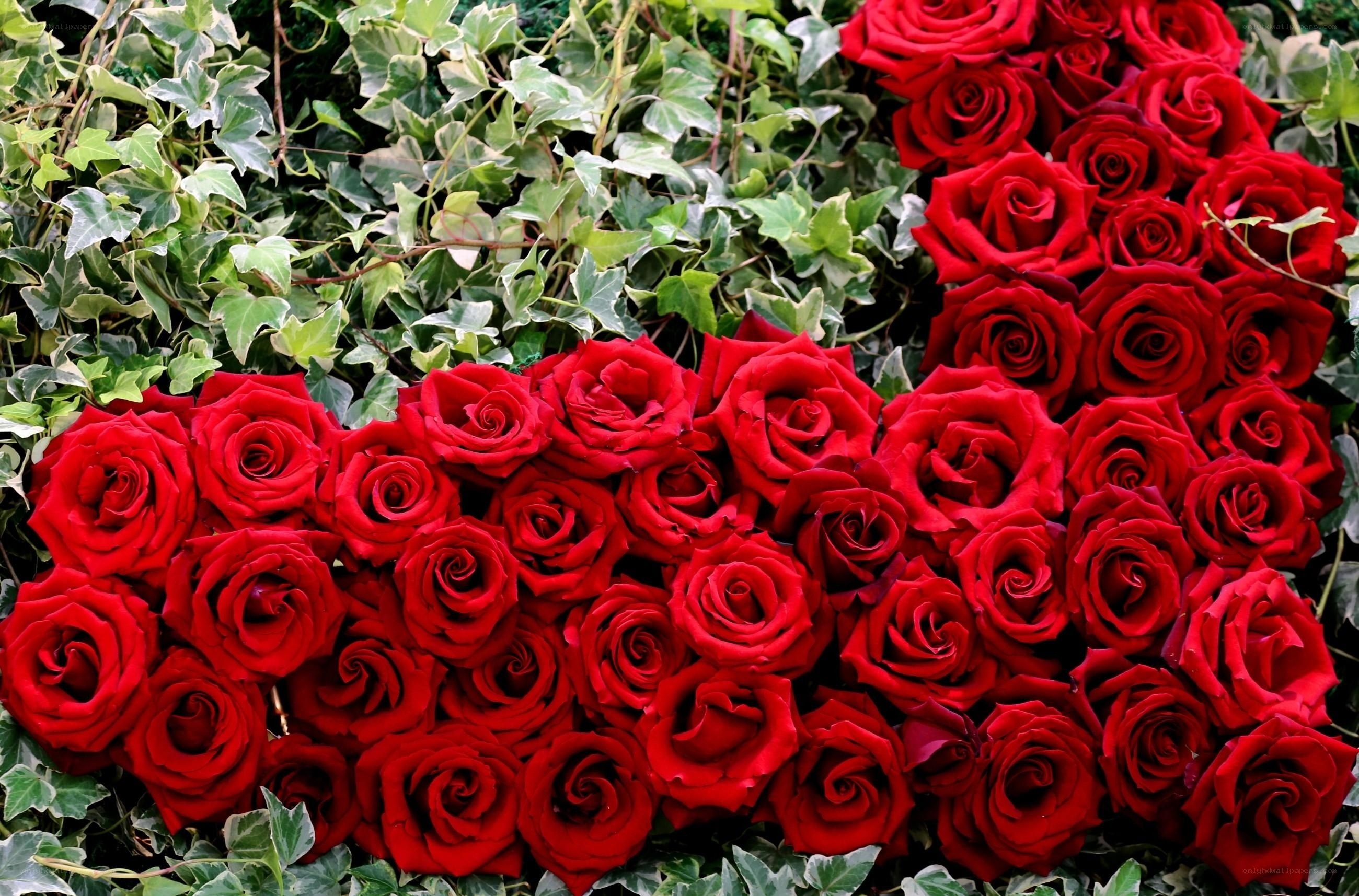 Red roses and ivy arrangement