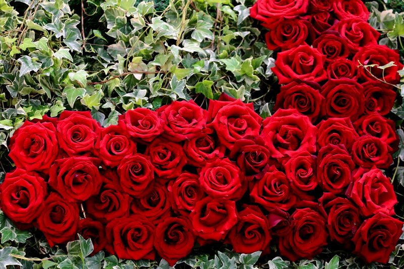 Red Roses and Ivy — Calm