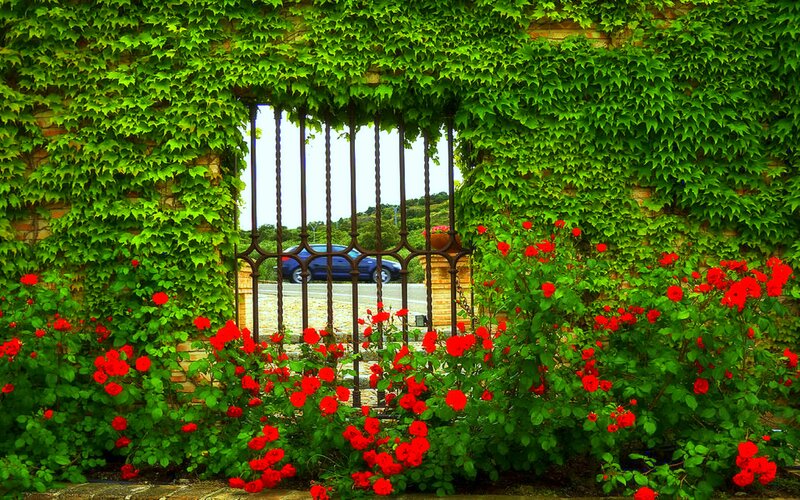 Red Roses and Ivy — Green