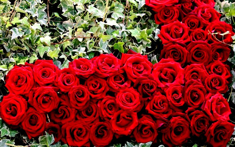 Red Roses and Ivy