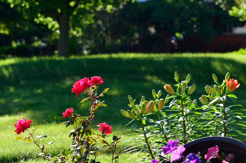 Red Roses and Lilies