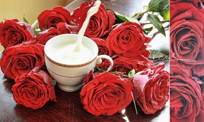 Red Roses and Milk Cup