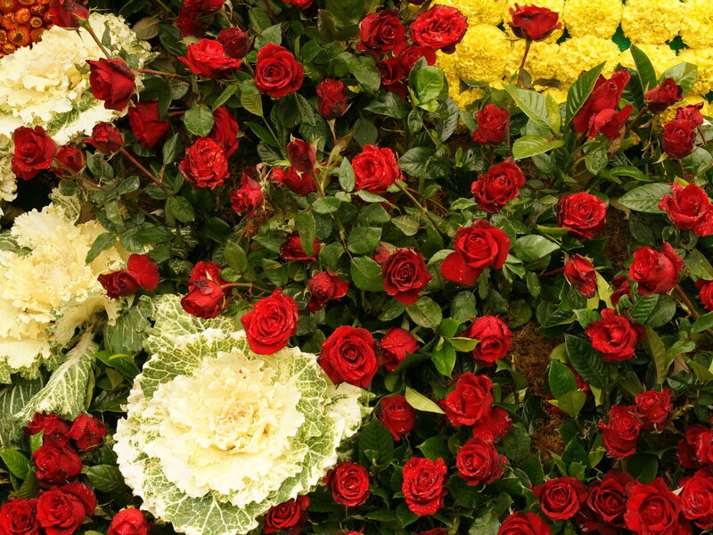 Red Roses and Ornamental Cabbage