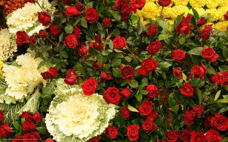 Red roses and ornamental cabbages