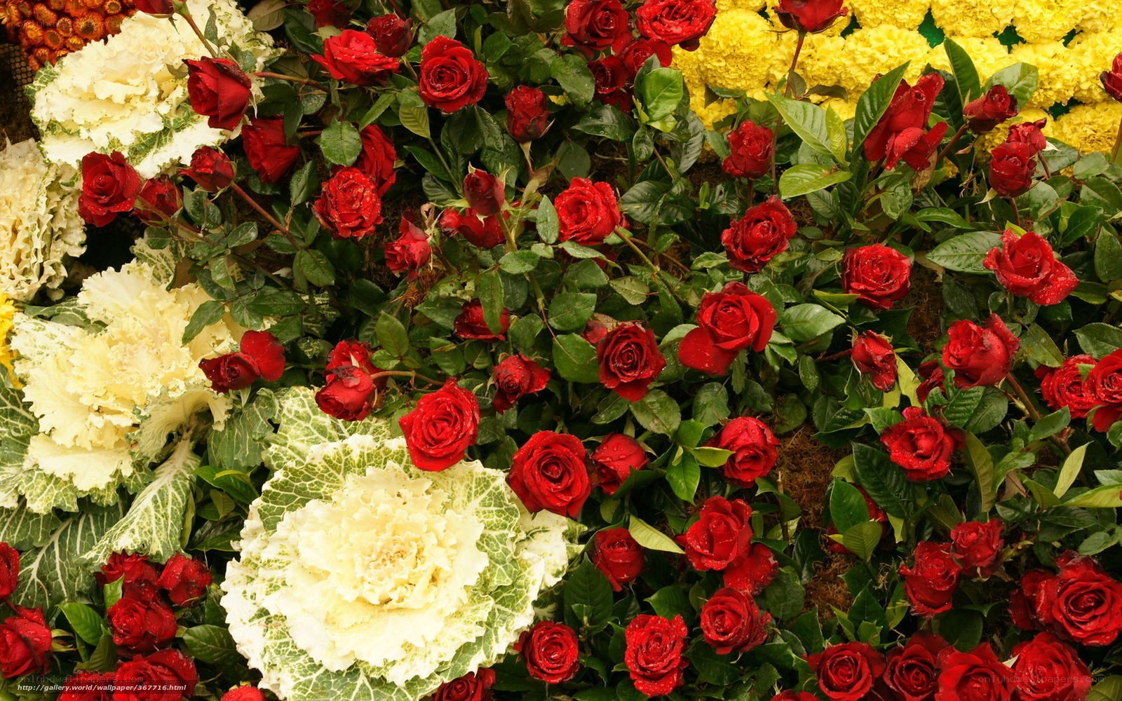 Red roses and ornamental cabbages