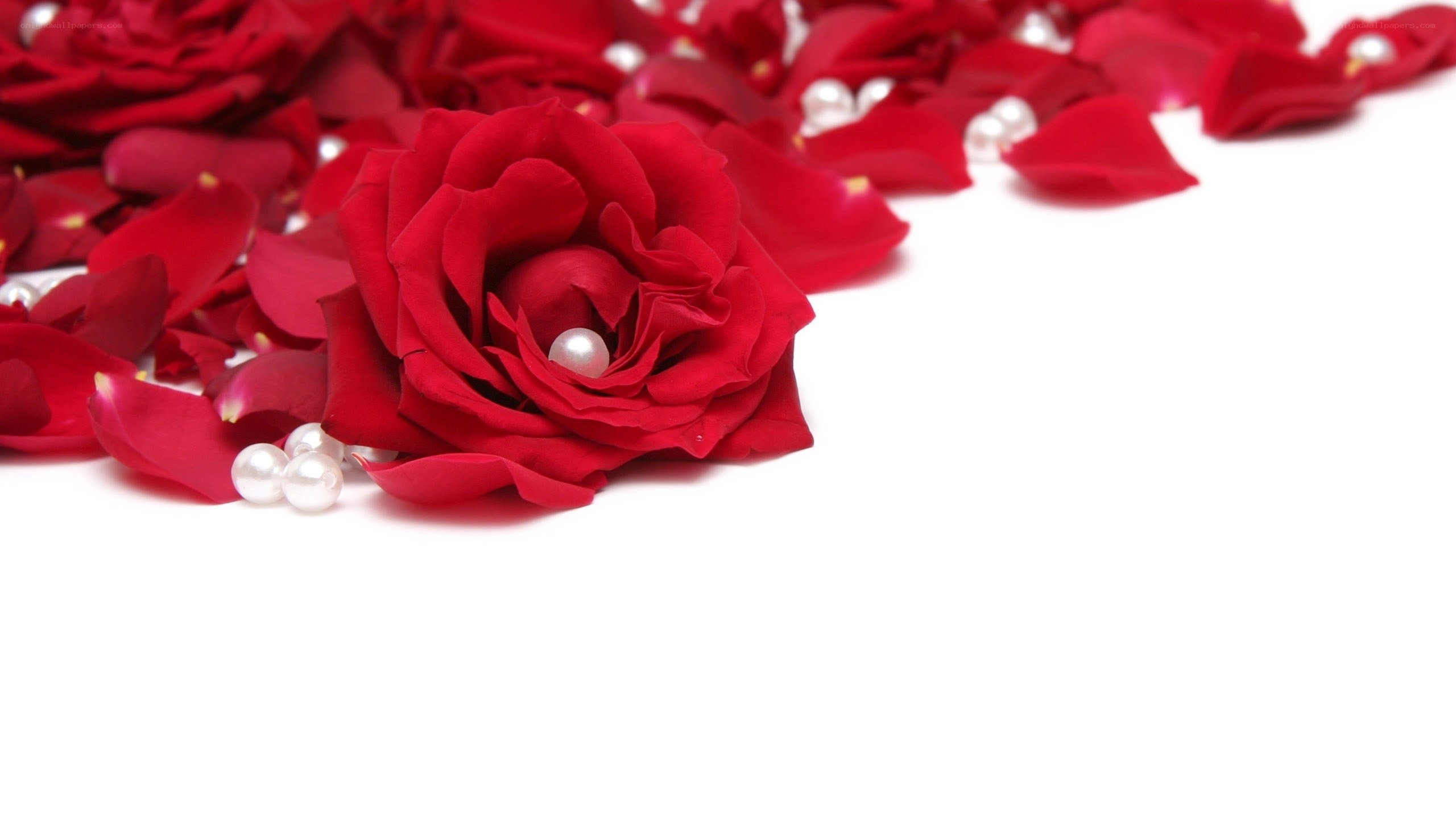 Red roses and pearls