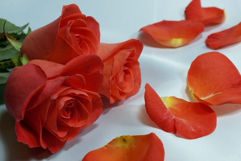Red Roses and Petals — Calm