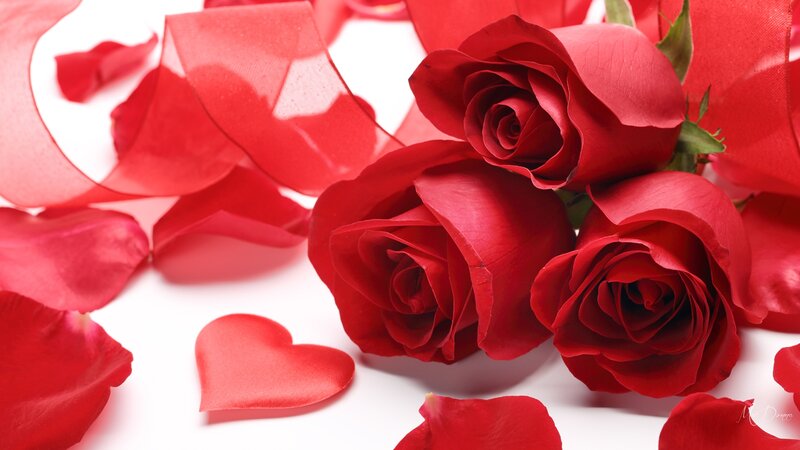 Red Roses and Petals — Romantic, Photograph, Heart