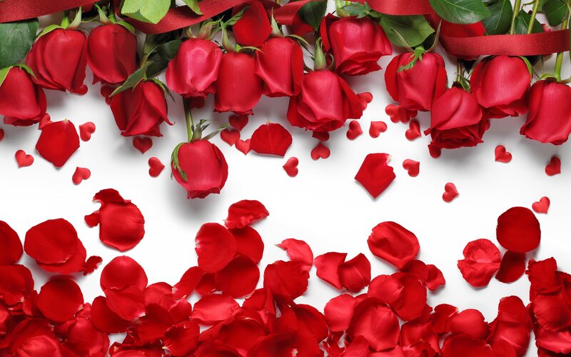 Red Roses and Petals — Romantic, Photograph, Ribbon, Leaves